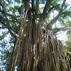 Curtain Fig Tree - Strangler Fig