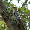 Carpintero Habado - Red-crowned Woodpecker