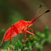 Red Mirid Bug ?