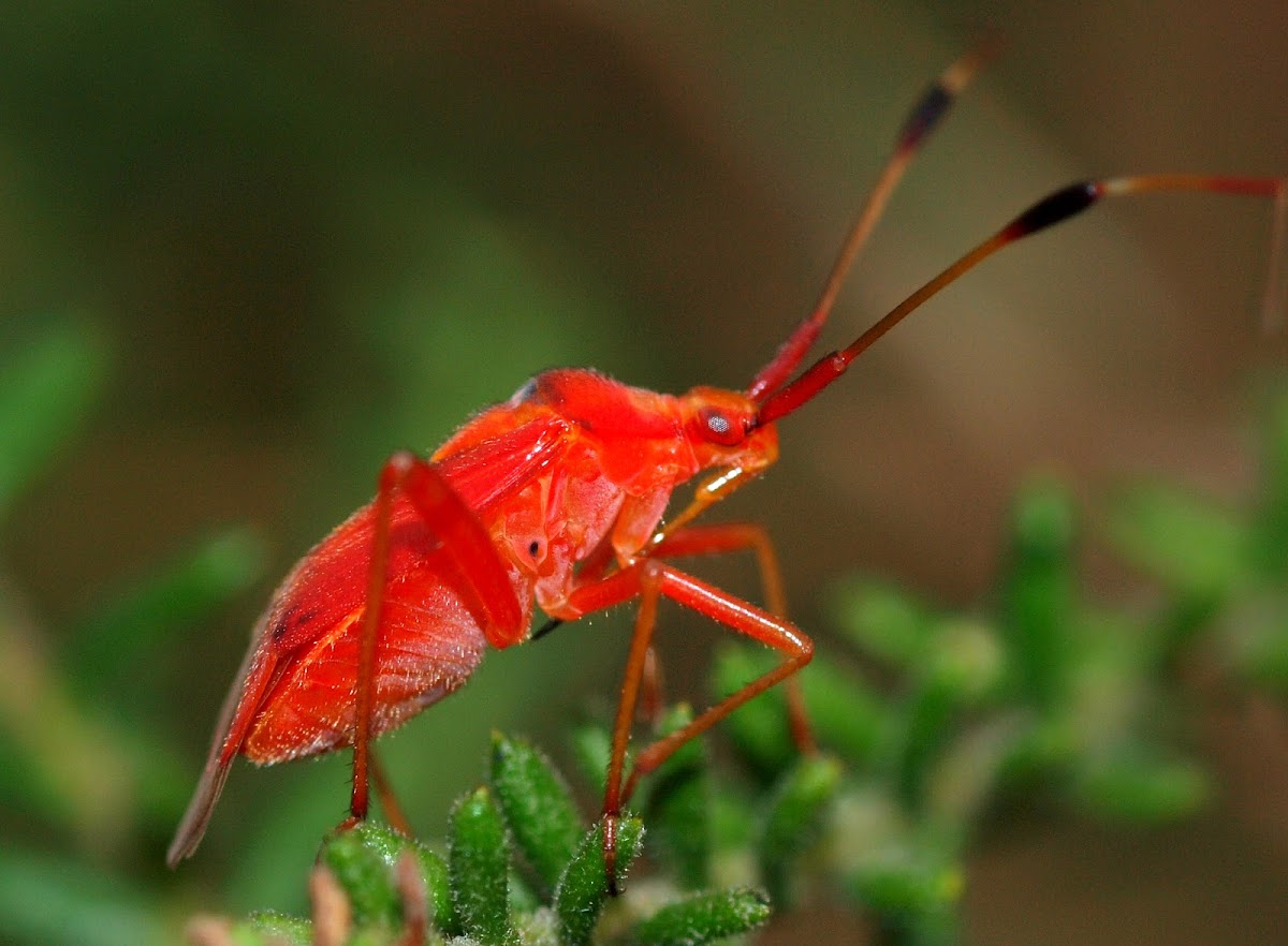 Red Mirid Bug ?