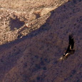 Condors in the Canyon