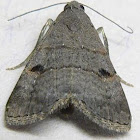 Double-lined Brown Moth