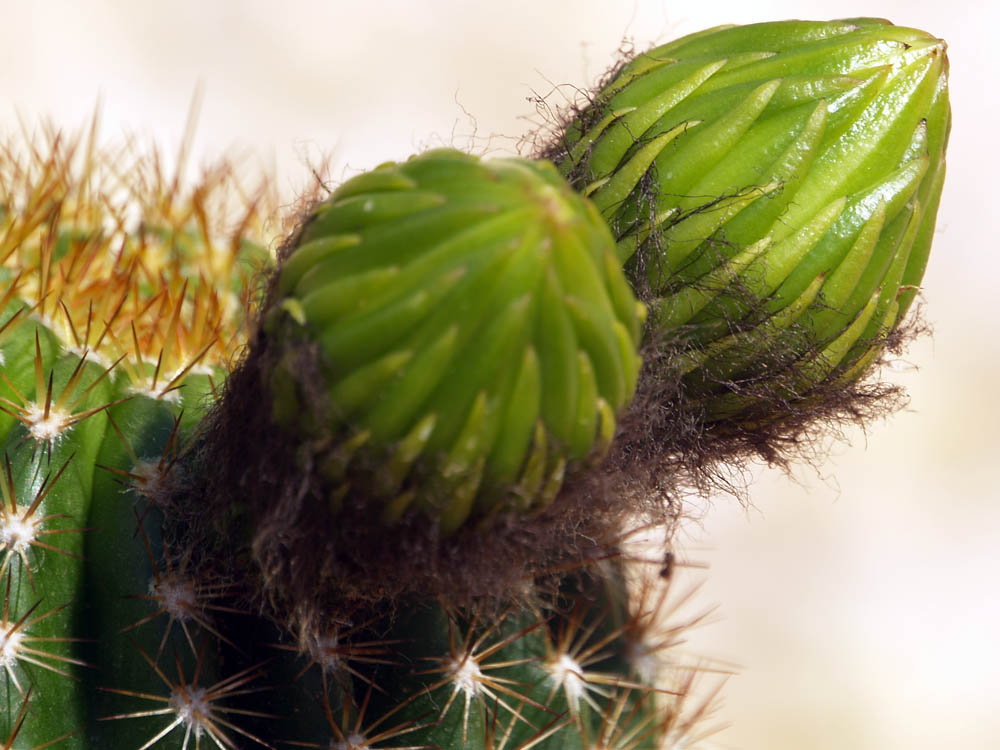 Cactus flower heads