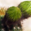 Cactus flower heads