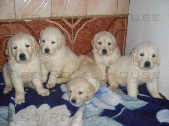 Pui golden retriever