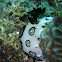 Funeral Jorunna, Dotted nudibranch, Polka-dot nudibranch