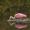 Roseate spoonbill