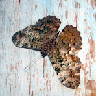 Estaladeira - Cracker Butterfly