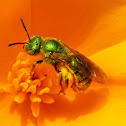 green metallic sweat bee