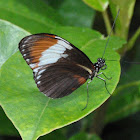 Cydno Longwing Butterfly