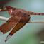 Fulvous Forest Skimmer, Russet Percher