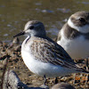 Semipalmated Sandpiper