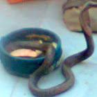 snake