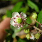 Pipsissewa, Prince's Pine or Ground Holly