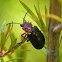 Leaf Beetle or Pittsosporum Beetle