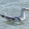 Slender-billed Gull; Gaviota picofina