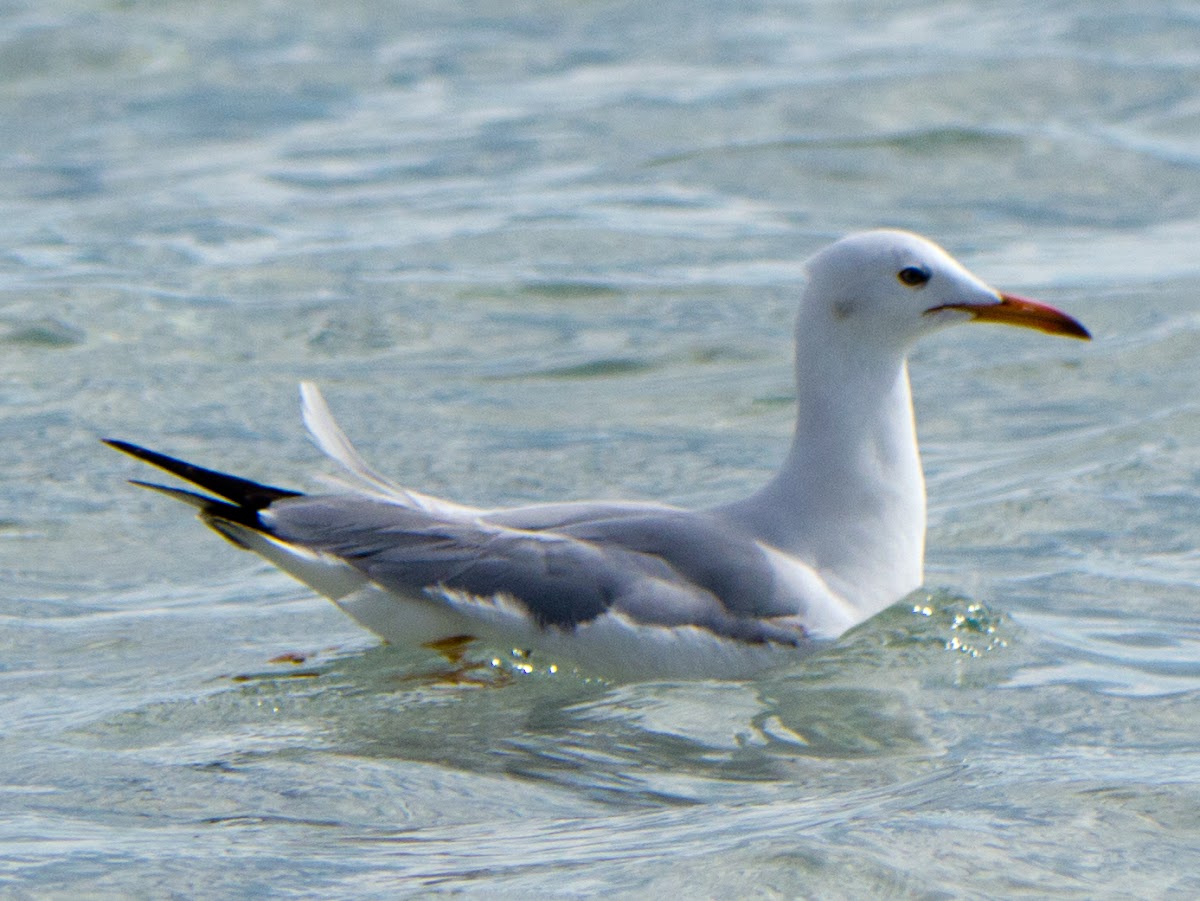 Slender-billed Gull; Gaviota picofina