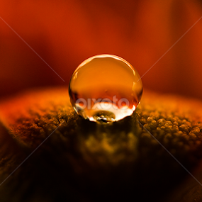 True by Dangerouz Yusra - Nature Up Close Water