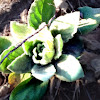 Great or Common Mullein