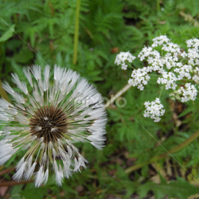 by Jonathan Aguirre - Flowers Flowers in the Wild