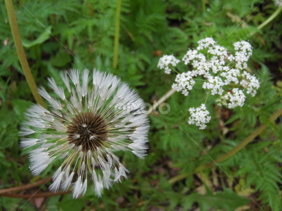 by Jonathan Aguirre - Flowers Flowers in the Wild