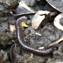 Millipede