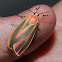 Painted Lichen Moth - Hodges#8090