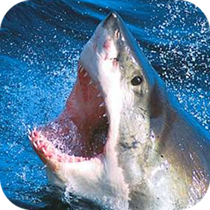 Killer Sharks.apk 1.1