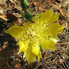 Prickly pear flower