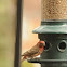 Male and Female House Finch