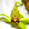 long-tailed meadow katydid