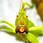 long-tailed meadow katydid