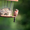 House Finch