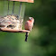 House Finch