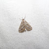 Chestnut-marked Pondweed Moth