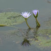 Lírios d'água (Watter lilies)