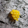 Ladybug Eggs