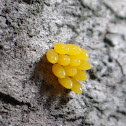 Ladybug Eggs