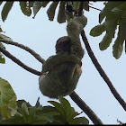 Brown-throated Three-toed Sloth