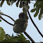 Brown-throated Three-toed Sloth