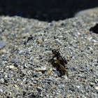 predatory wasp