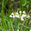 Summer Snowflake or Loddon Lily