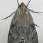 Southern Pine Sphinx Moth