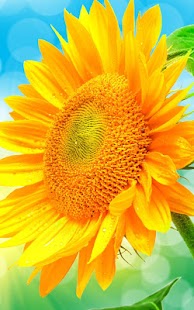 How to get Sunflower Live Wallpaper lastet apk for laptop