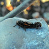 Ladybug Beetle