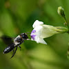 Black Nomia Bee