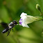 Black Nomia Bee