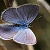 Ceraunus Blue (male)