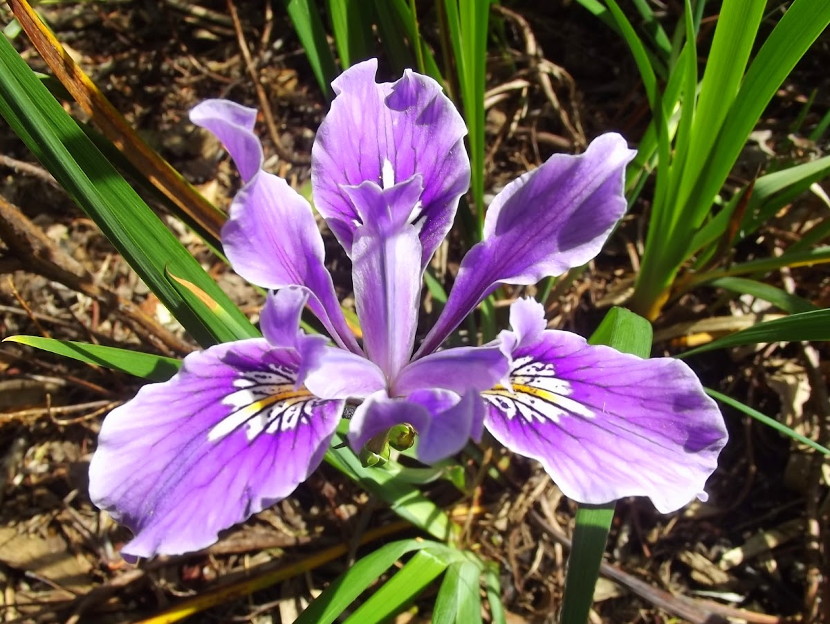 Purdy's iris