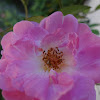 Mini rosa (Mini roses)